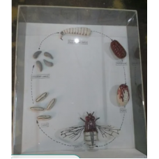 House Fly Life Cycle Model